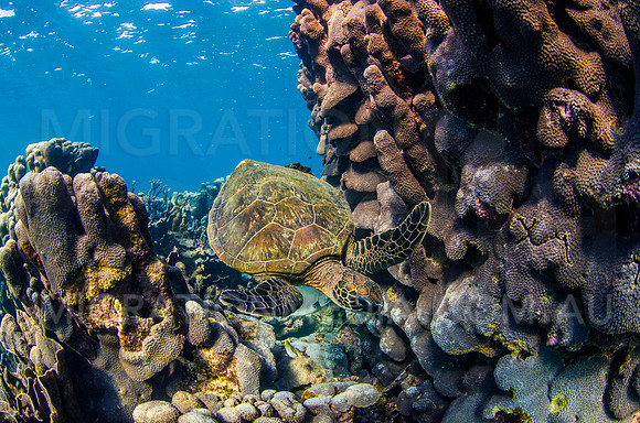 Green Turtle at Coral Bombie