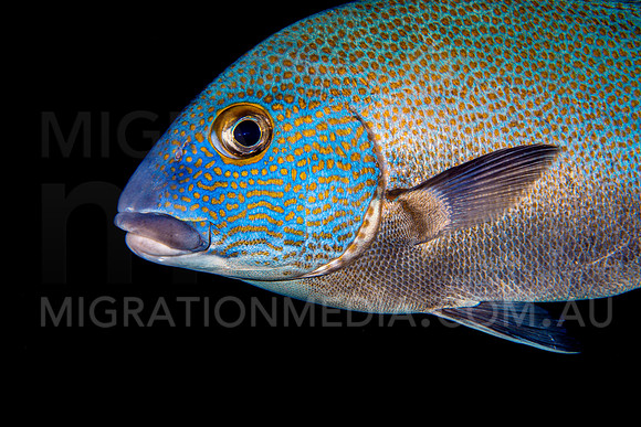 Sweetlips Black Background