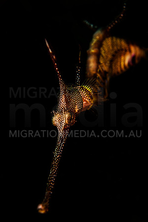 Weedy Sea Dragon Top View
