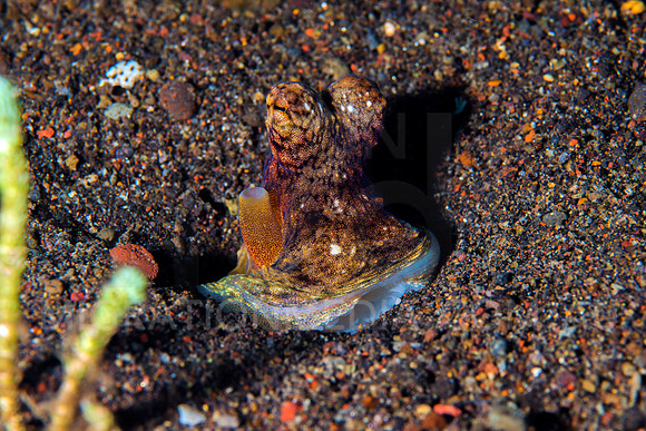 Octopus in Sand