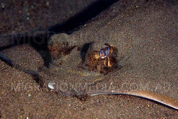 Lagoon Ray