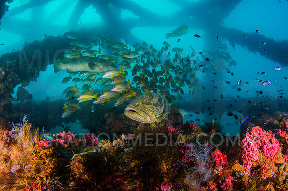 Grouper with Snapper Under Pier