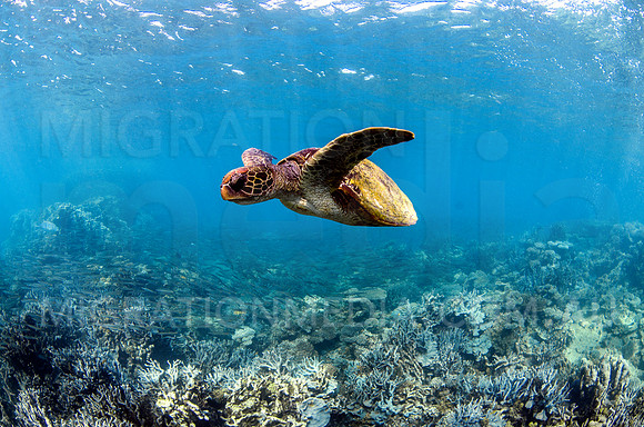 Green Turtle Swimming Midwater (2)
