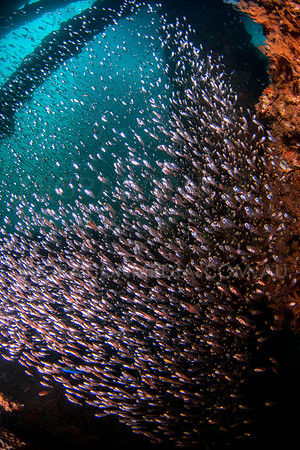 Glassfish