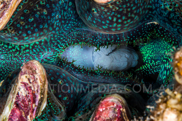 Green Giant Clam