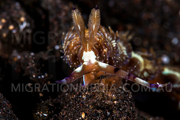 Dragon Nudibranch Front-On