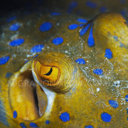 Blue-Spotted Stingray Close