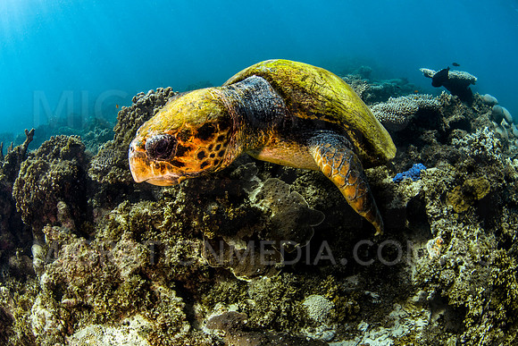 Loggerhead Turtle