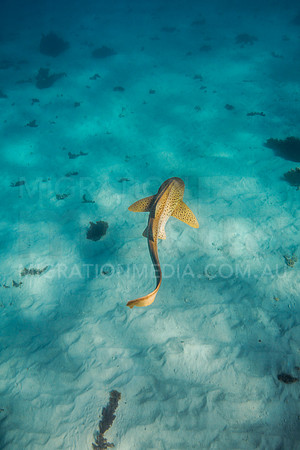Leopard Shark Swimming