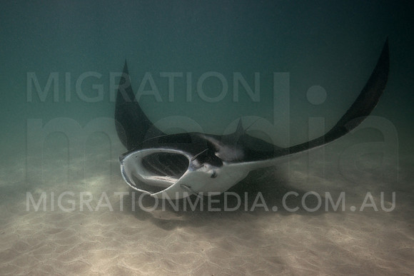 Manta Ray Line Feeding