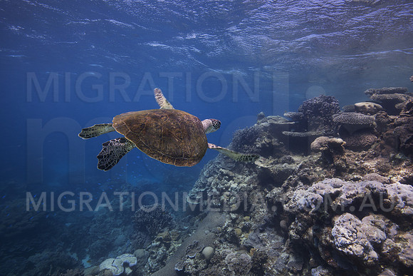 Green Turtle Swimming at Surface