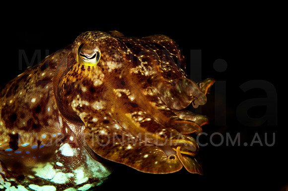 Cuttlefish Tenticals