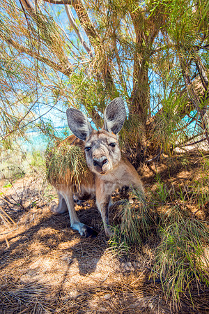 Friendly Euro Wallaroo Kangaroo