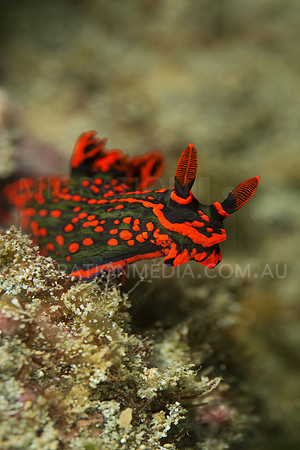 Bright Nembrotha Nudi Up