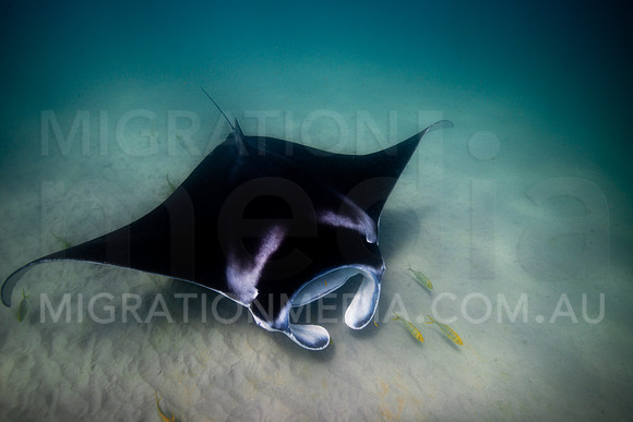 Manta Fly-By