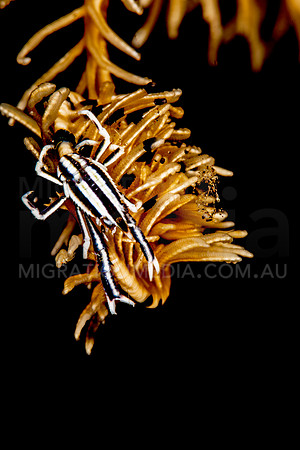 Crinoid Zebra Squat Lobster Portrait