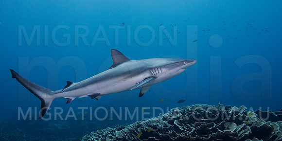 Grey Reef Shark Wide