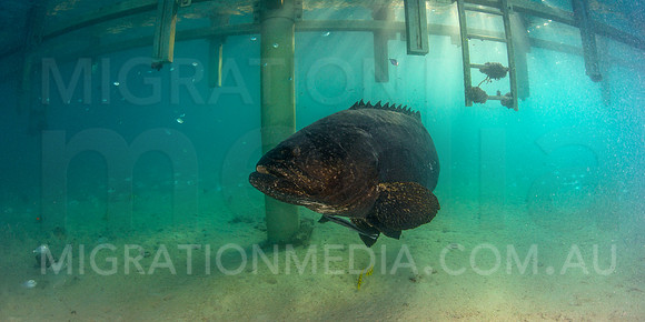 Giant Queensland Grouper