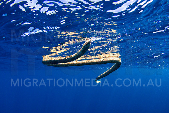 Curious Brown Olive Banded Sea Snake