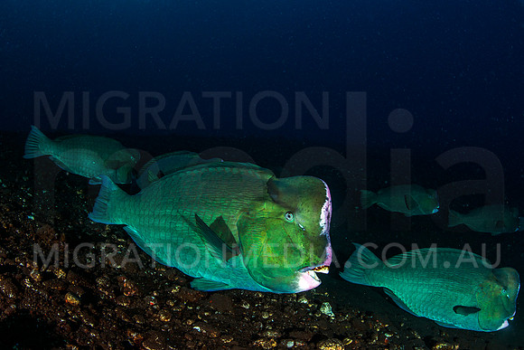 Bumphead Parrotfish