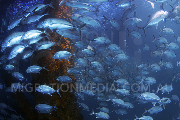 Big-Eye Trevally Schooling