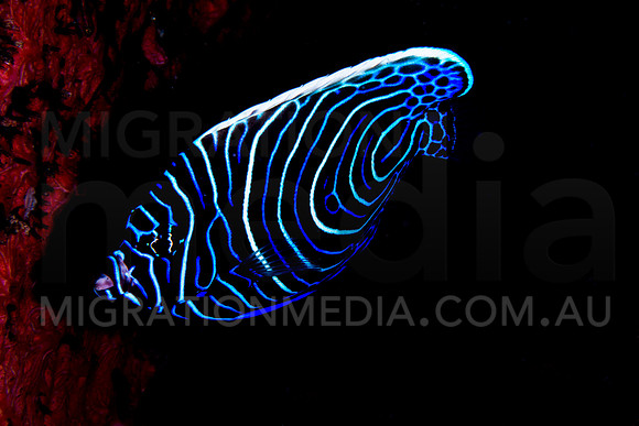 Juvenile Semi-Circle Angelfish