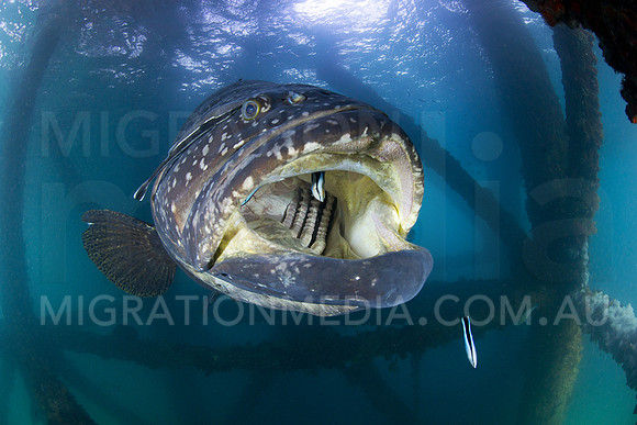 Grouper Mouth Wide Open