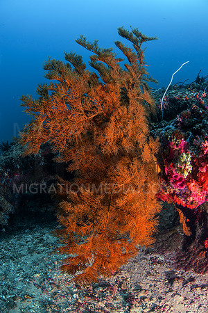 Beautiful Red Black Coral