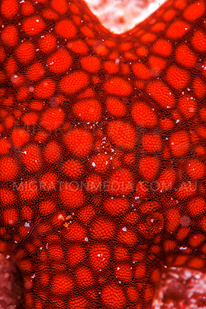 Sea Star