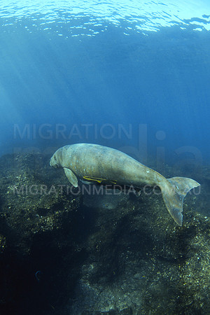 Dugong Swimming Away