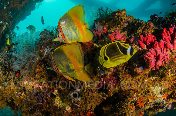 Butterflyfish Pair