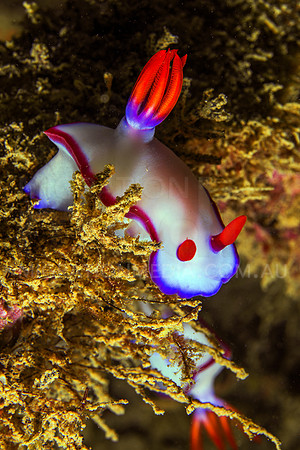 White Dorid Nudibranch
