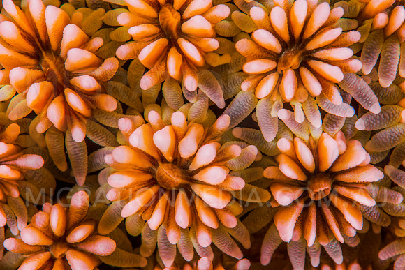 Flower Coral Polyps