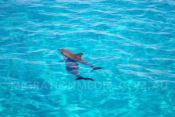 Bottlenose Dolphins Mother and Calf