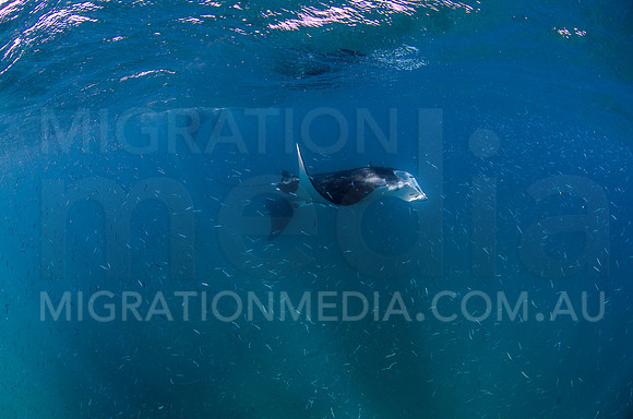 Manta Feeding on Baitfish