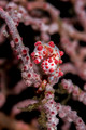 Pygmy Seahorse