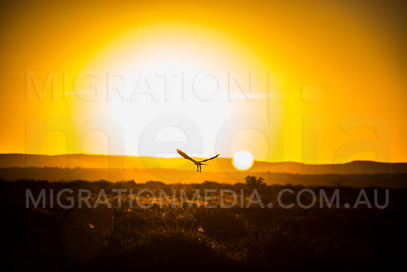 Bird of Prey Silhouette