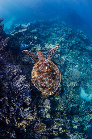 Green Turtle Flying from Above