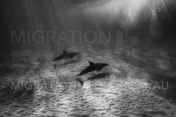 Bottlenose Dolphin Pair B&W