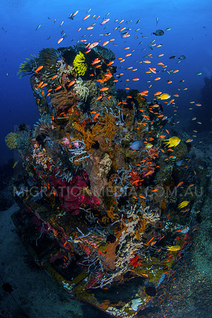 Anthias on Colourful Artificial Reef