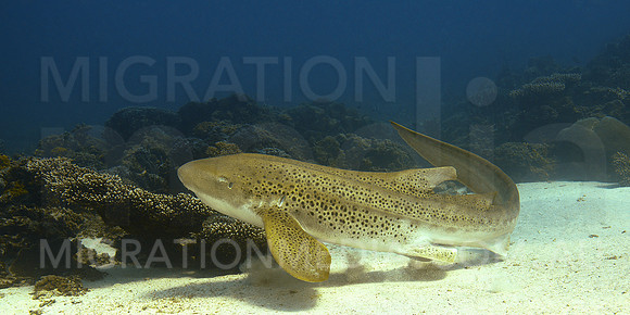 Leopard Shark Taking Off