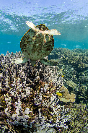 Green Turtle Feeding