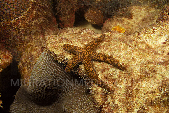Brown Sea Star