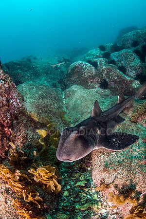 Port Jackson Sharks Close-Up