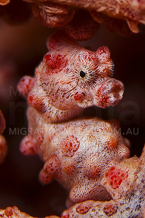 Pygmy Seahorse Portrait