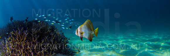 Batfish