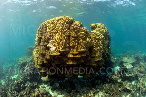 Large Porites Coral