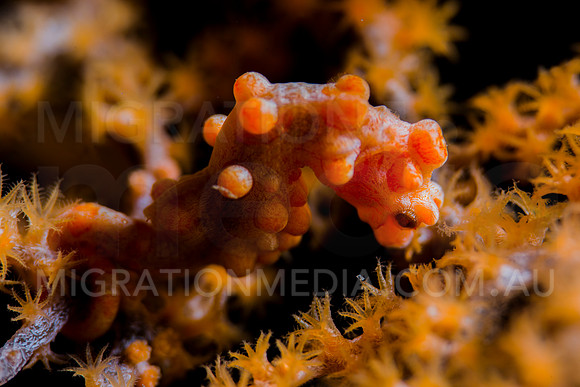 Backlite Orange Bargibanti Pygmy Seahorse