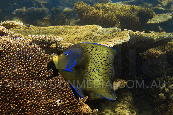 Semi-Circle Angelfish