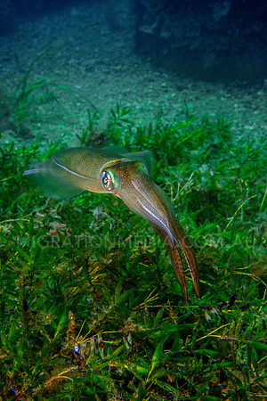 Squid Protecting Eggs